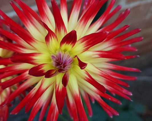 Weston Spanish Dancer